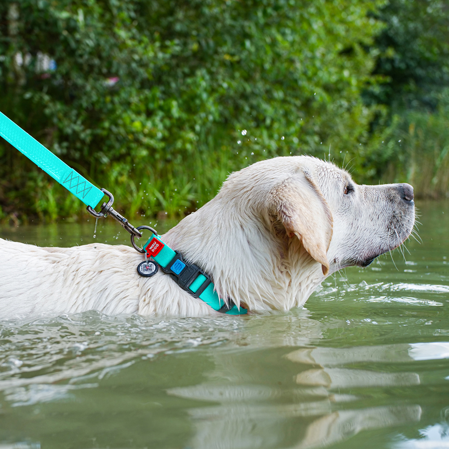 Нашийник для собак водостійкий WAUDOG Waterproof c QR паспортом, світонакоплювальний, пластикова пряжка-фастекс, Ш 25 мм, Дов 38-58 см