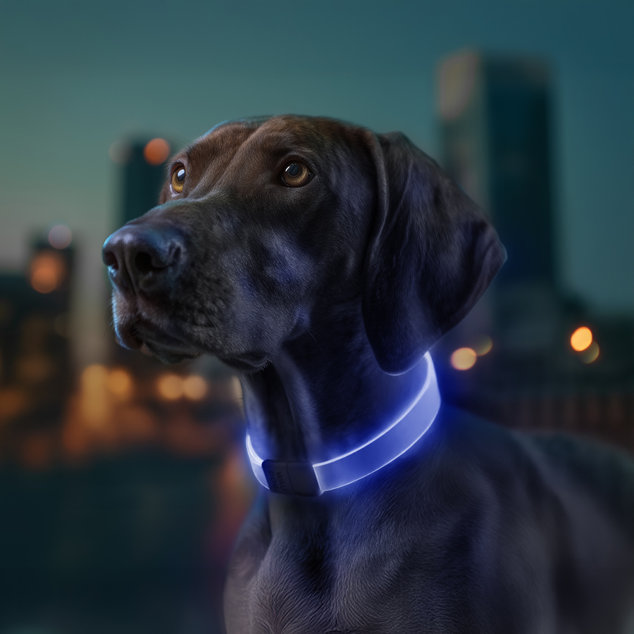 Нашийник для собак з підсвічуванням WAUDOG LED, RGB, Type-C, регульований, Ш 25 мм, Дов 60 см