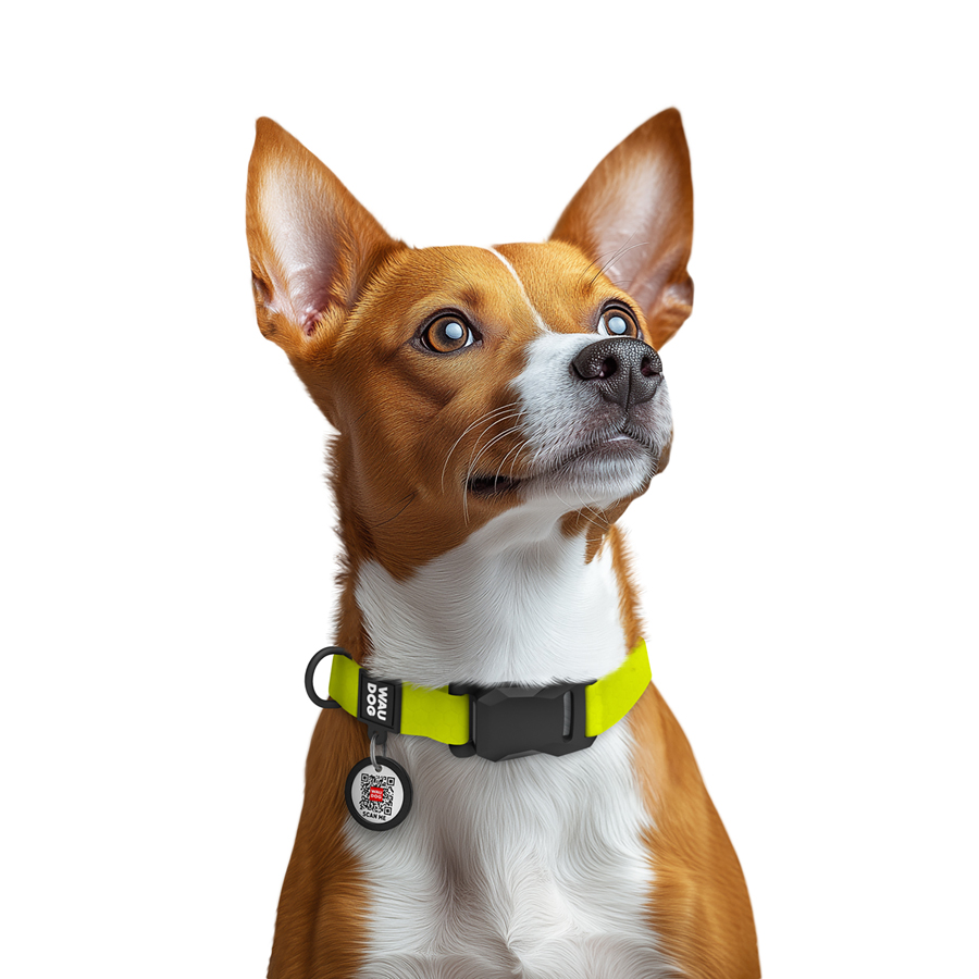 Нашийник для собак водостійкий WAUDOG Magnet c QR паспортом, магнітна пряжка-фастекс, S, Ш 15 мм, Дов 26-35 см, лимонний