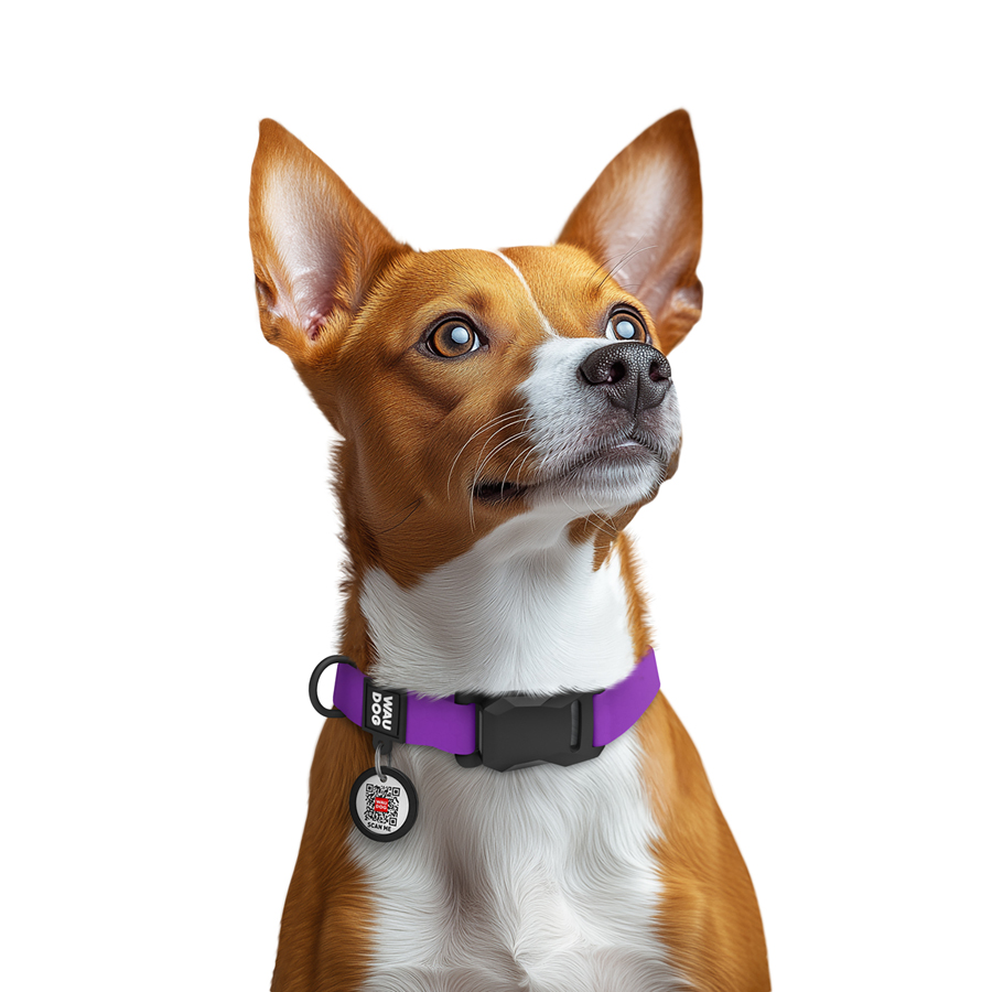 Нашийник для собак водостійкий WAUDOG Magnetc QR паспортом, магнітна пряжка-фастекс, S, Ш 15 мм, Дов 26-35 см, фіолетовий