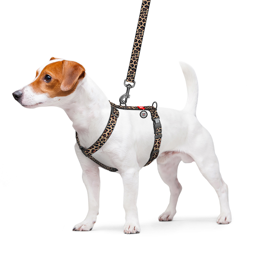 Шлея для собак анатомічна H-подібна WAUDOG Nylon з QR-паспортом, малюнок 