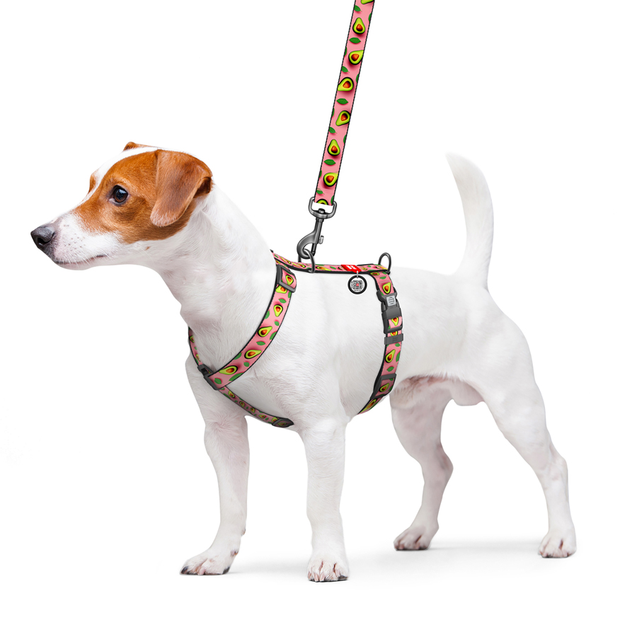 Шлея для собак анатомічна H-подібна WAUDOG Nylon з QR-паспортом, малюнок 