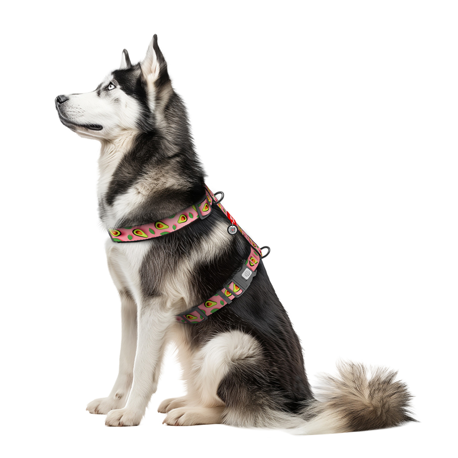 Шлея для собак анатомічна H-подібна WAUDOG Nylon з QR-паспортом, малюнок 