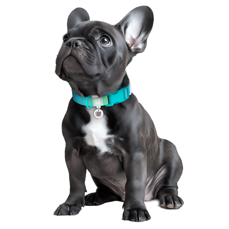 Нашийник для собак з нейлону WAUDOG Nylon Recycled c QR паспортом, градієнт, пластиковий фастекс, M, Ш 20 мм, Дов 28-40 см, блакитний