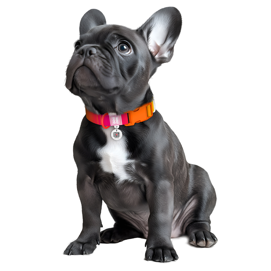 Нашийник для собак з нейлону WAUDOG Nylon Recycled c QR паспортом, градієнт, пластиковий фастекс, M, Ш 20 мм, Дов 28-40 см, помаранчевий