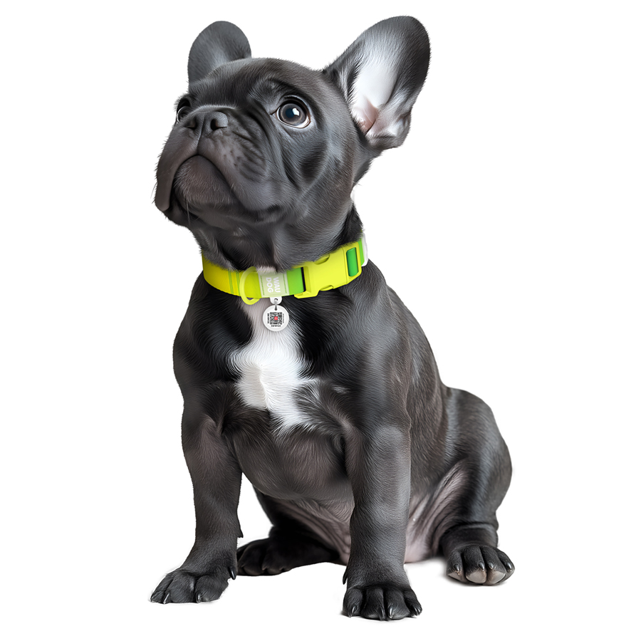 Нашийник для собак з нейлону WAUDOG Nylon Recycled c QR паспортом, градієнт, пластиковий фастекс, L, Ш 25 мм, Дов 33-49 см, салатовий